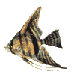 angelfish