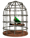 birdcage