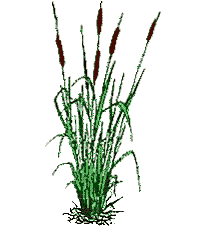 cattails