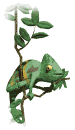 chameleon