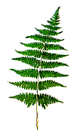 fern