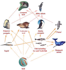 Penguin Food Web