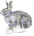 snowshoe hare
