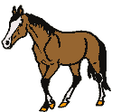 horse