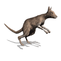 kangaroo