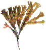 kelp
