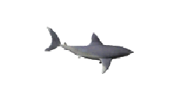 shark