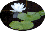 water lily